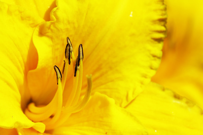 Gelbe Blüte I