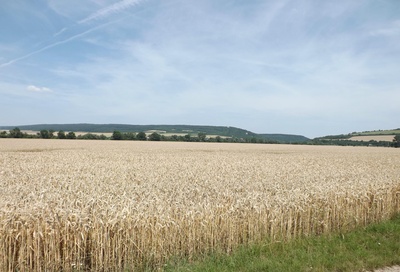 Das Weizenfeld