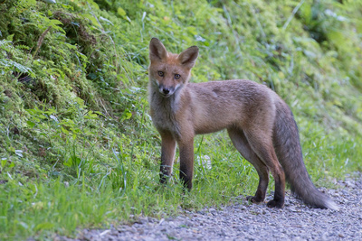 Begegnung mti einem Jungfuchs