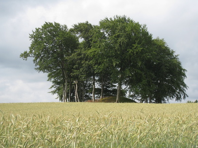 Roggenfeld auf dem Lande/Dänemark