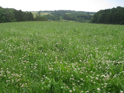 saftige Kleewiese und Waldhügel-Landschaft