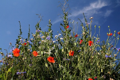 Mohn und Kamille 02