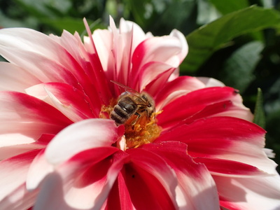 Biene auf Dahlie