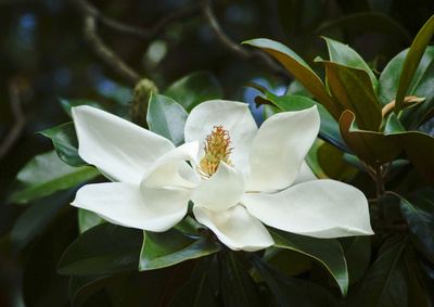 Immergrüne Magnolie