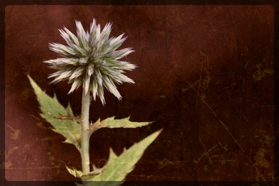 Echinops Ritro