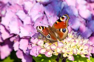 Sonnenbad auf Hortensie Sonnenbad auf Hortensie