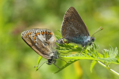 Liebe auf der Wiese Liebe auf der Wiese