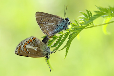 Liebe auf der Wiese 2 Liebe auf der Wiese 2