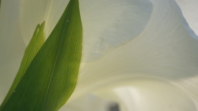 Gladiolentraum in Weiß
