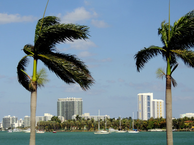 Die Palmen von Miami Beach