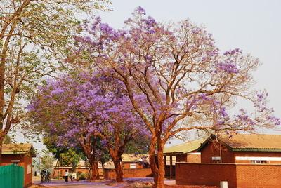 Blühende Jacaranda-Bäume, Malawi, Afrika