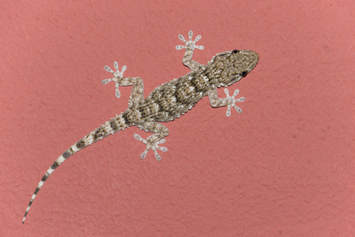 Gecko wärmt sich an Hauswand