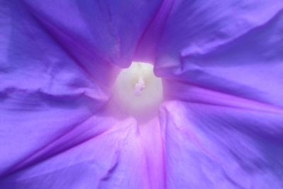 Blühender lila Stern