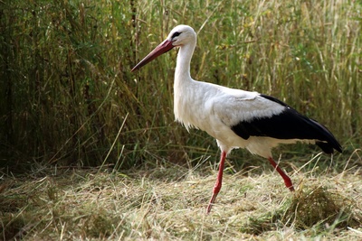 Stolzierender Storch