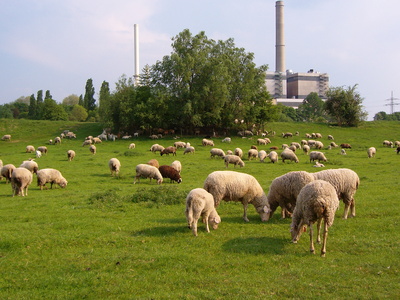 Wiese mit Schafen vor Industriekulisse