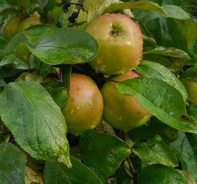 Äpfel nach dem Regen