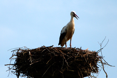 Storch im Horst Storch im Horst
