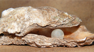 Nur eine verletzte Auster bringt eine Perle hervor ...
