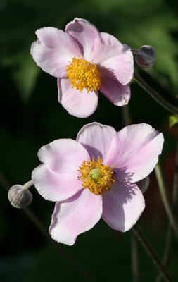 anemonen  2