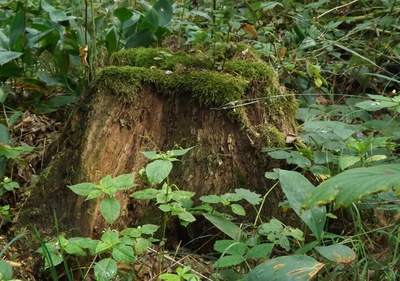 Ein alter Baumstumpf
