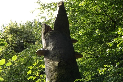 Ein alter Baum im Wald