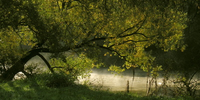 Baum am Fluss