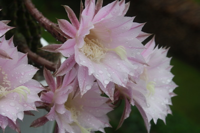 Blüte Echinopsis-Hybriden