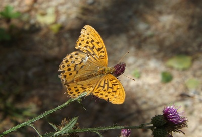 Ein Schmetterling im August