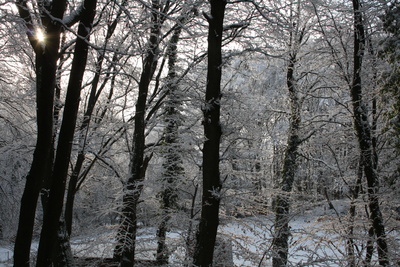 Wintersonne im Wald