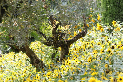 Sonnenblumen und Olivenbaum