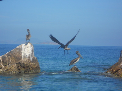 Pelikane am Meer