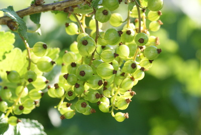 Unreife Johannisbeeren