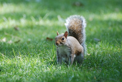 Eichhörnchen, Philadelphia