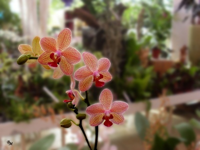 Orchidee 09