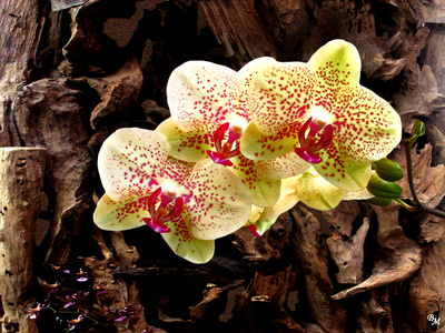 Orchidee 011