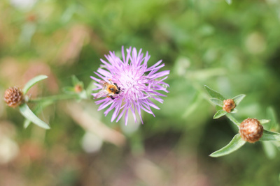 Pause auf der Blüte