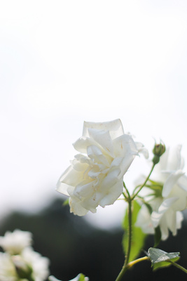 Weiße Rose im Gegenlicht