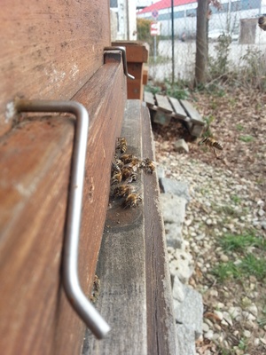 Bienen im März
