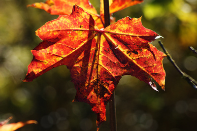 Herbst steht vor der Tür Herbst steht vor der Tür