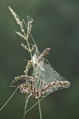 spinnennetz mit tautropfen..2