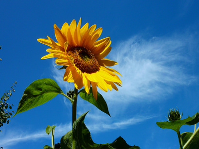 Sunflower .