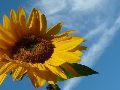 Sunflower ....