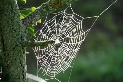 Spinnennetz im Spätsommer
