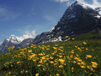 Alpwiese vor Eiger Nordwand