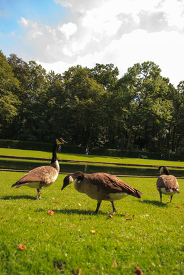 Gänse essen im Gras