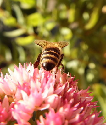 schöner Bienenrücken kann auch entzücken