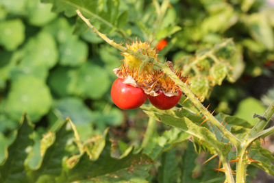 Litschi-Tomaten