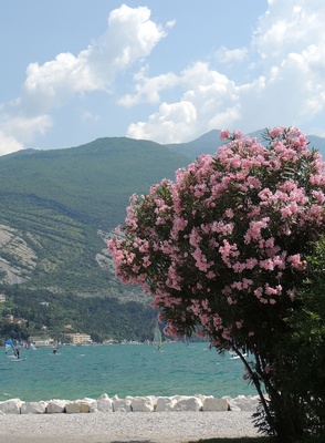 Blütenpracht am Gardasee