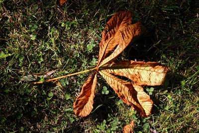 Kastanienblatt im Herbst