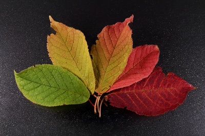 Blätter im Farbwechsel